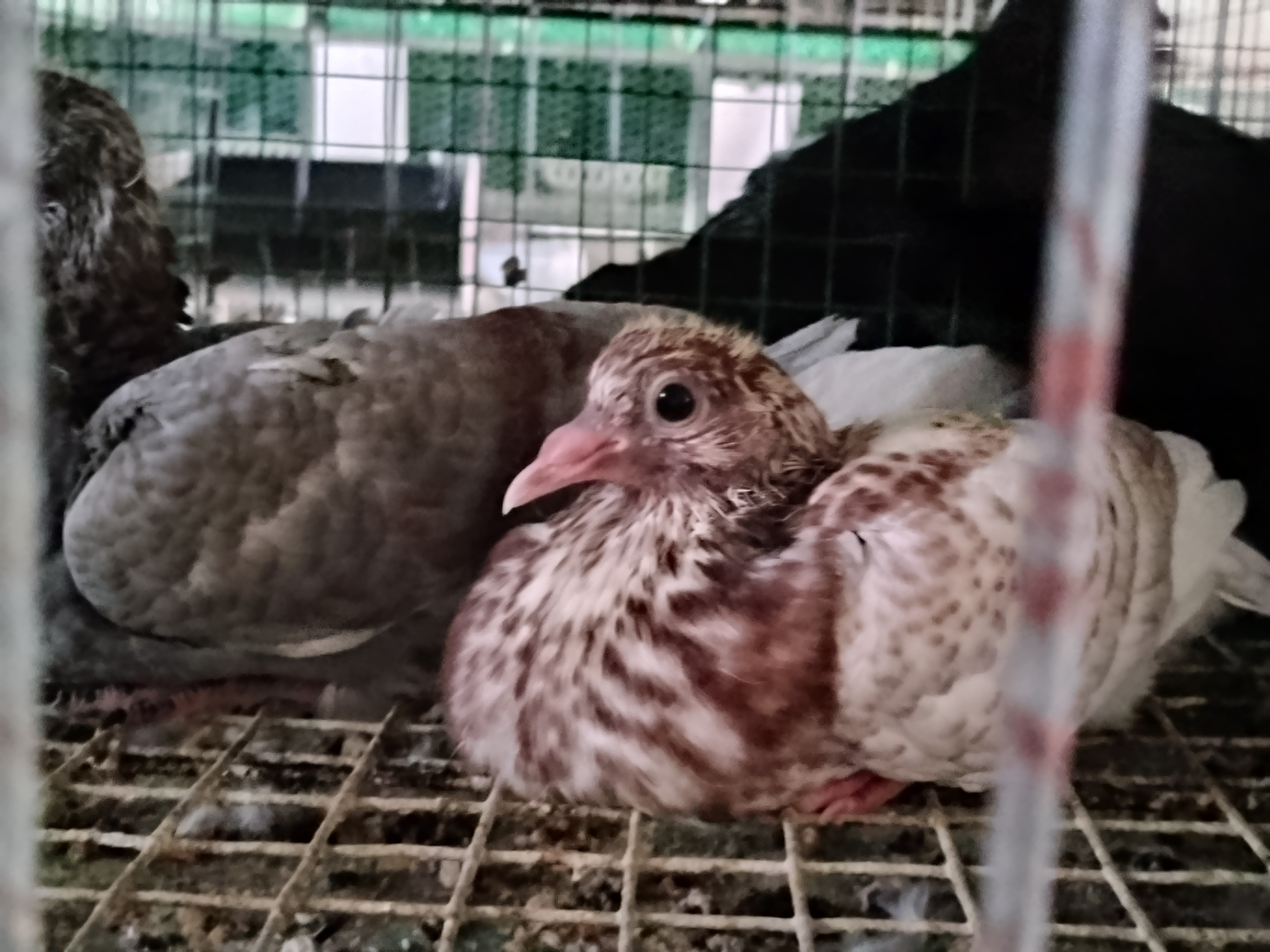Nhà nuôi chim Bốn Tân