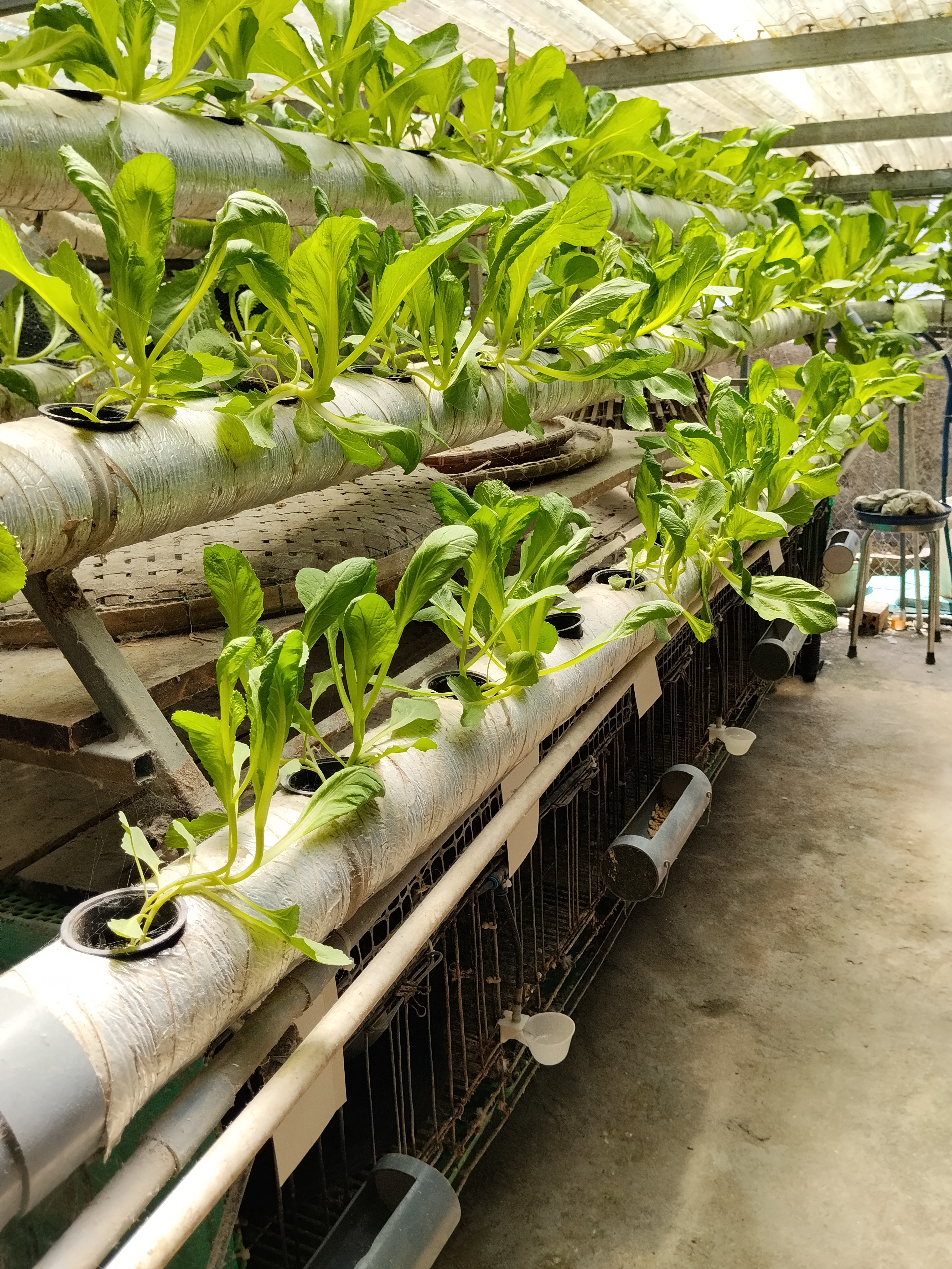 Mô hình kết hợp xanh