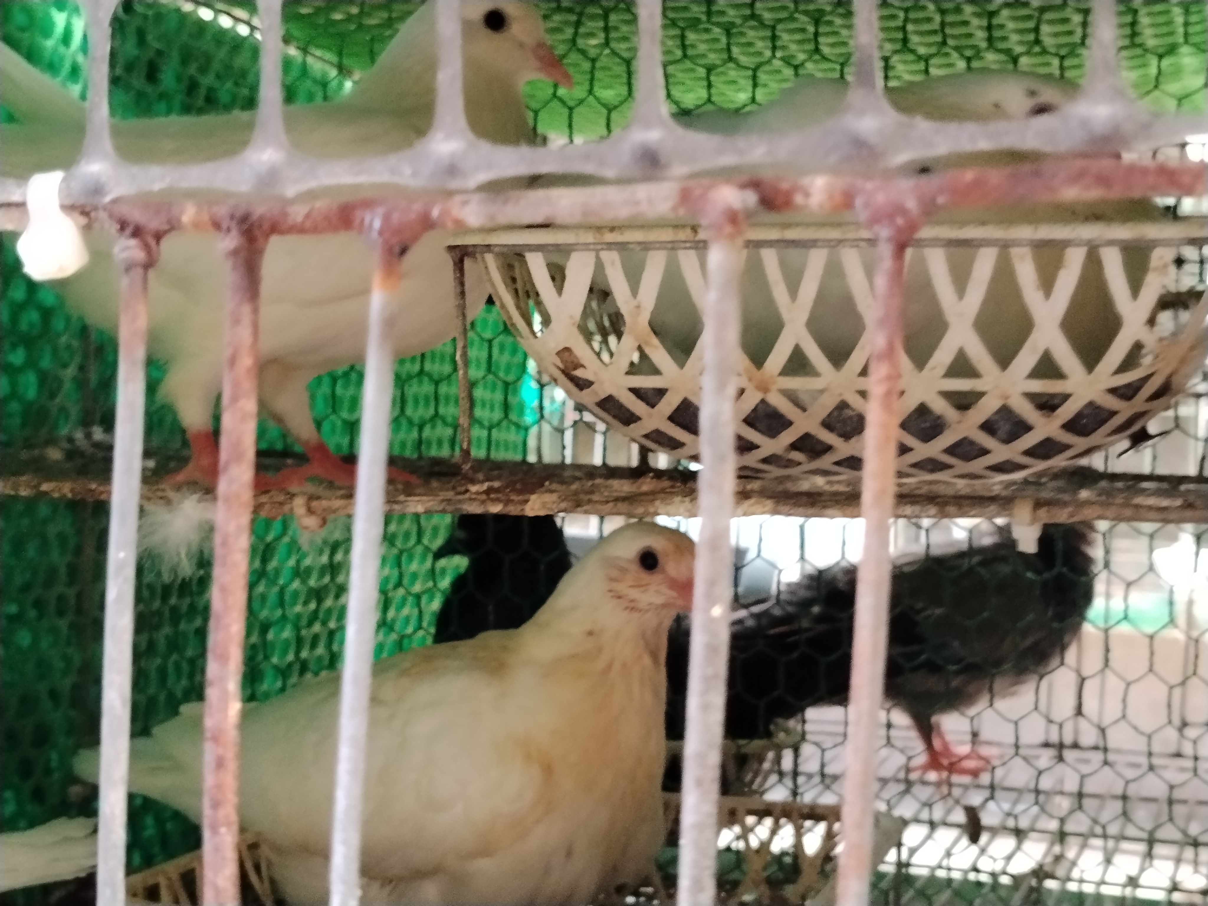 Bồ câu ra ràng đã nhặt lông
