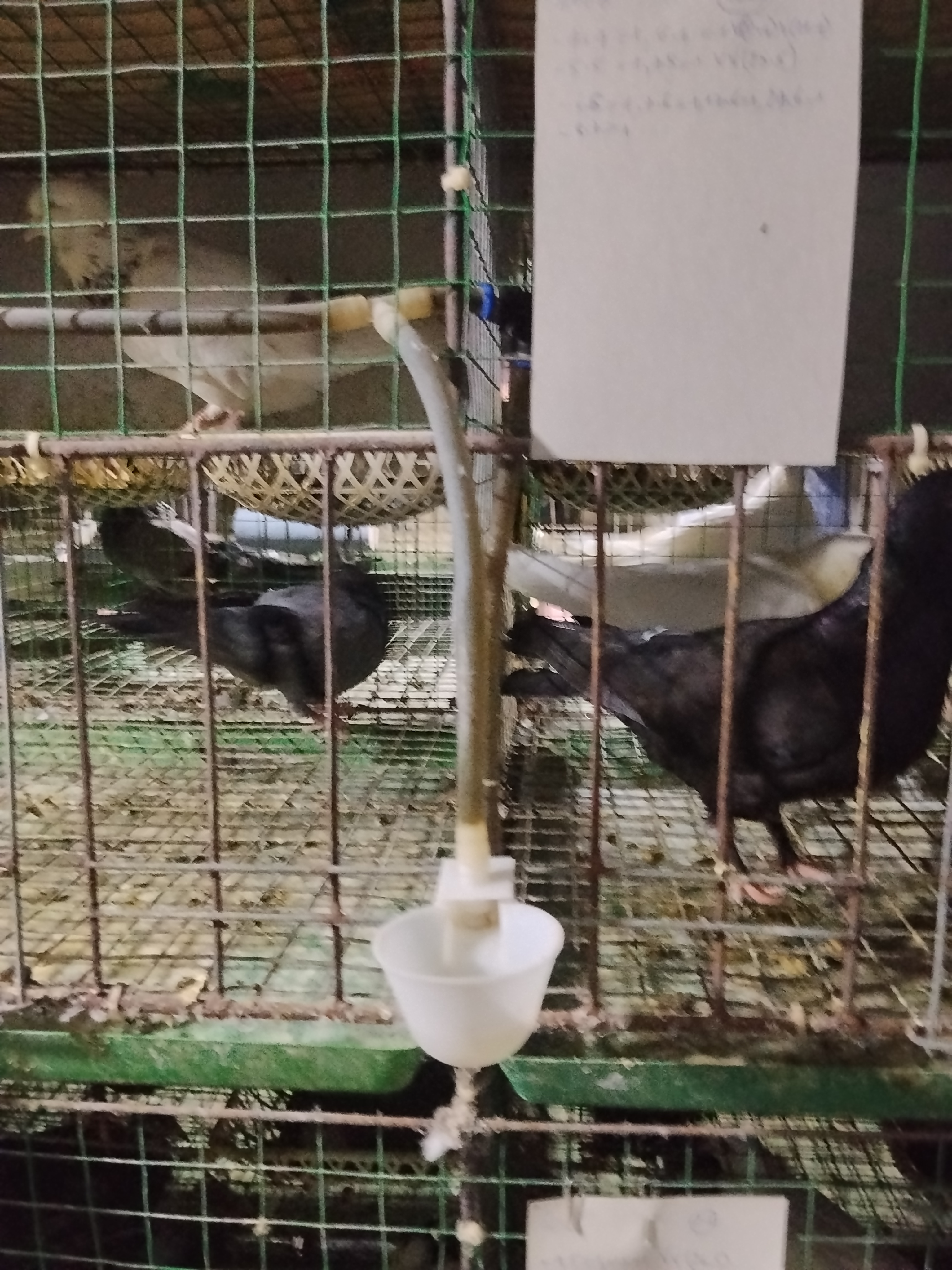 Máng nước
